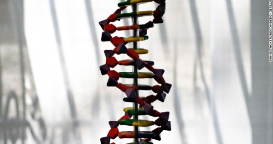 Scientists make new chromosome