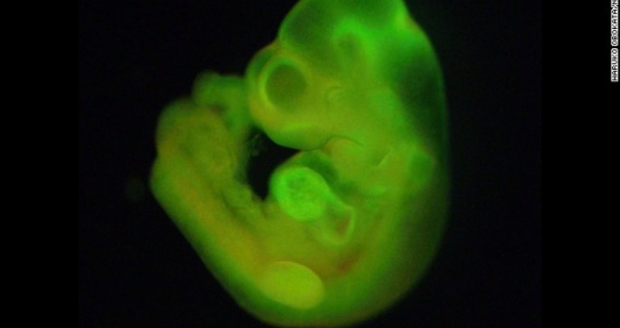 Stem cell scientist guilty of falsifying data