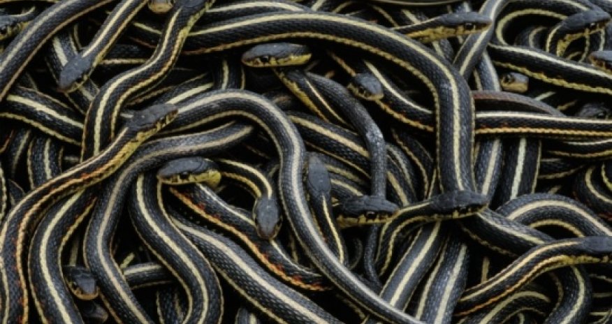 All 450 passengers evacuated after animal is let loose on Swiss public transport