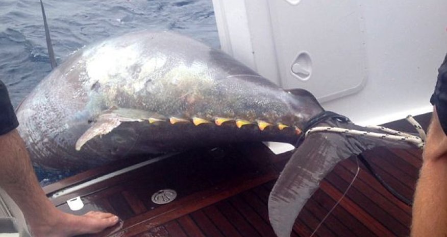 Fisherwoman catches world record 64 STONE tuna - PHOTO+VIDEO