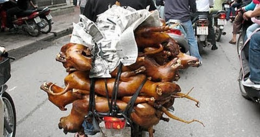 How pets are being stolen in Thailand - PHOTO