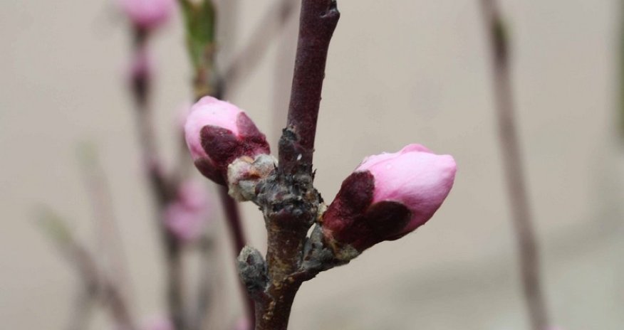 Beautiful views of flowering trees in Azerbaijan - PHOTO