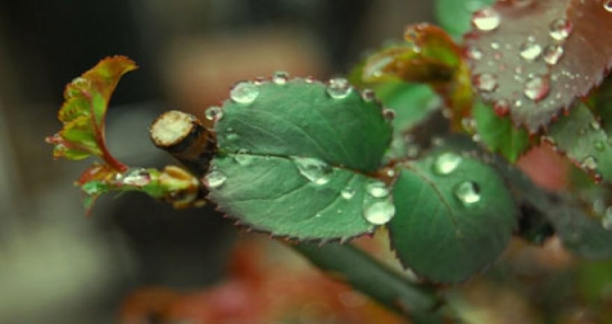 Baku weather forecast for April 8