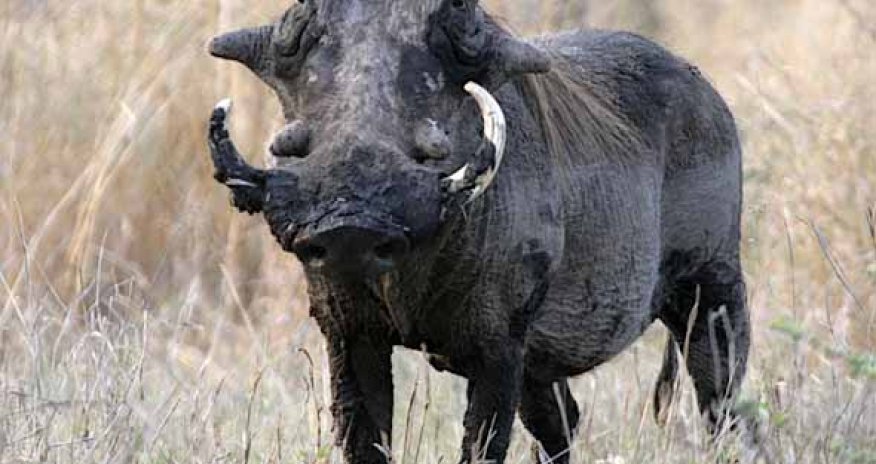 Top 10 Most Ugliest Animals In The World - PHOTO