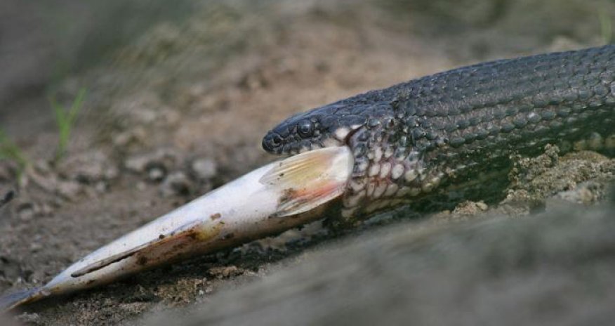 Snake anglers - PHOTO