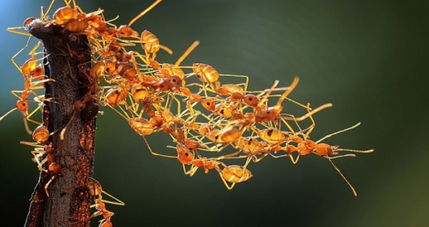 Ants stranded in tree build their own bridge - PHOTO