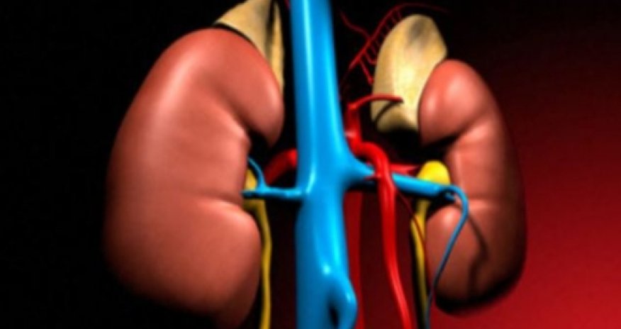 Drinking wine is good for your kidneys