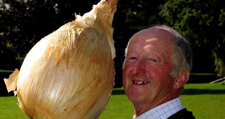 World's largest cauliflower - PHOTO