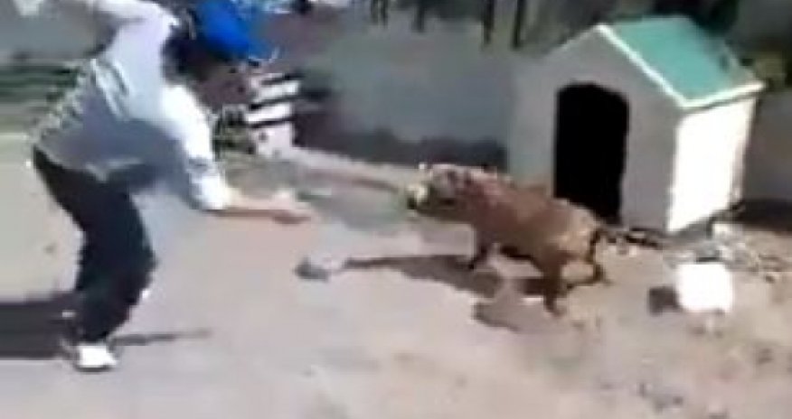 You should never torment a dog when it is tied up