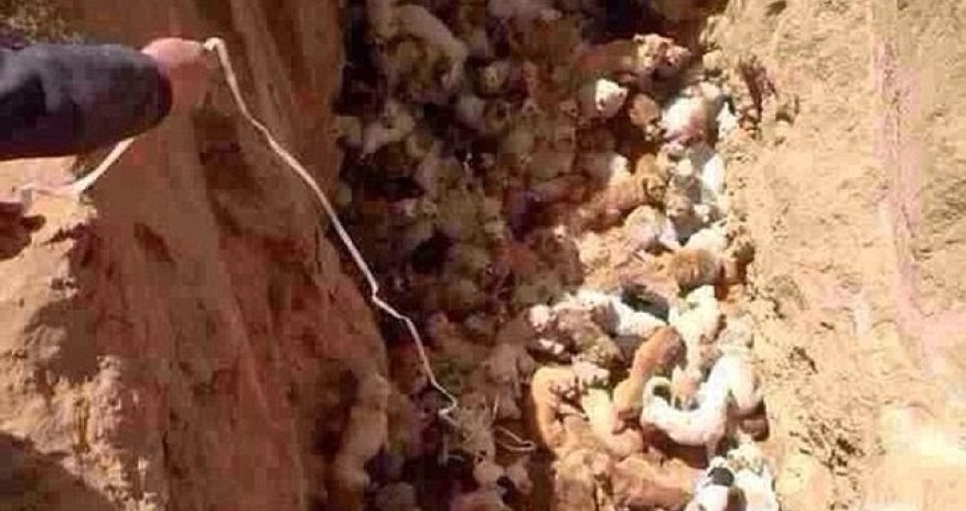 Were these dogs BURIED ALIVE by Chinese officials? -n PHOTO