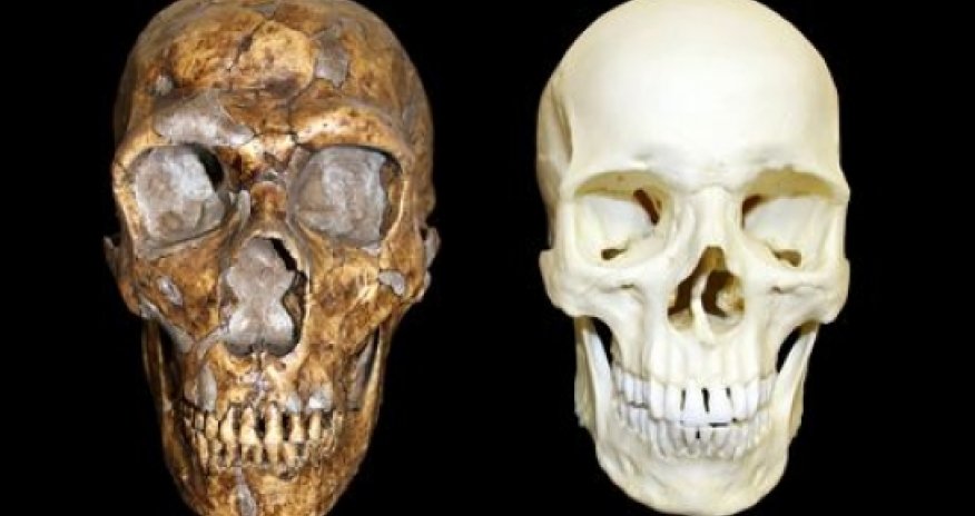 Neanderthals were not less intelligent than modern humans
