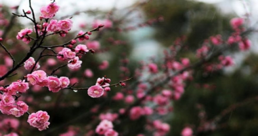 Baku weather forecast for May 2