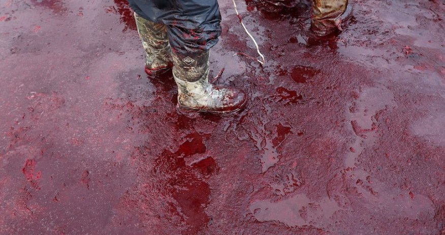 Having a whale of a time - PHOTO