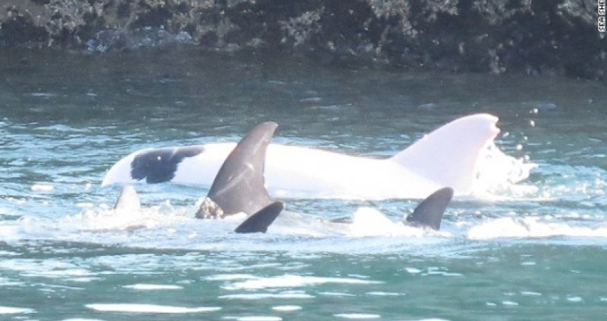Hunters capture rare albino dolphin