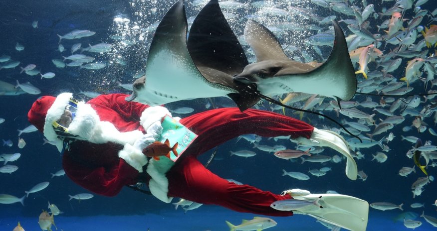 Pictures of the day: Photos from thursday 27th November 2014 - PHOTO