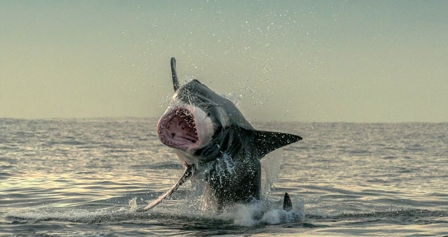 The luckiest seal in the world! - PHOTO+VIDEO