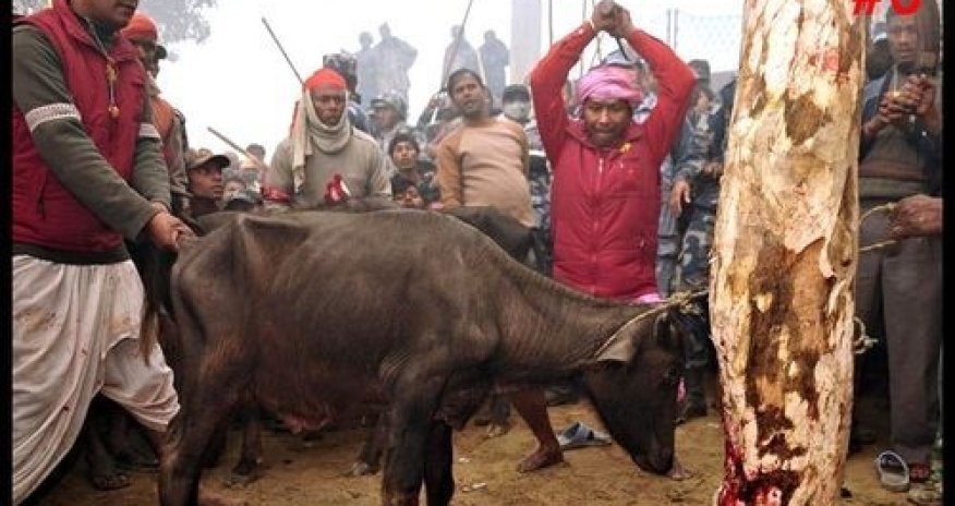 The world's biggest ritual slaughter - PHOTO+VIDEO