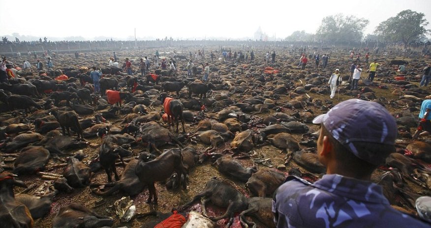 Фестиваль жертвоприношений  - ФОТО