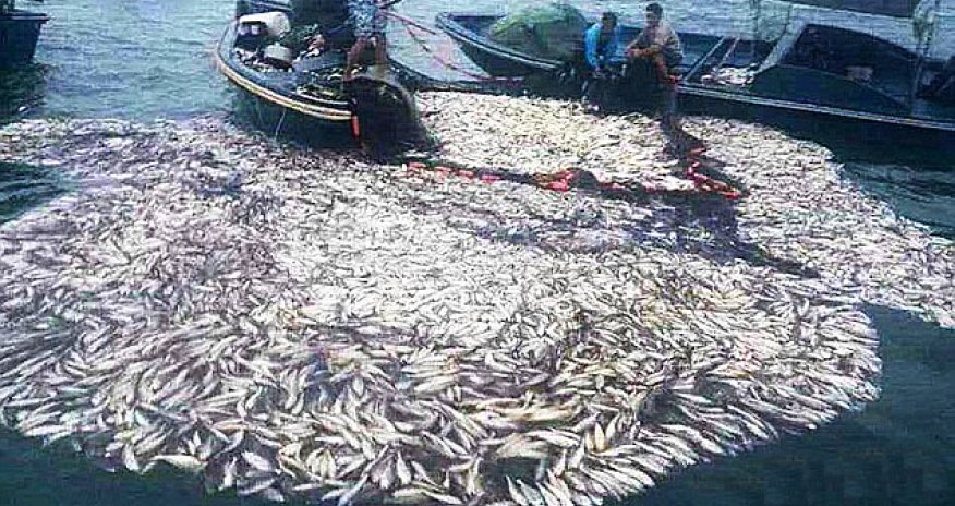 Chinese fishermen under fire for using home-made BOMBS - VIDEO