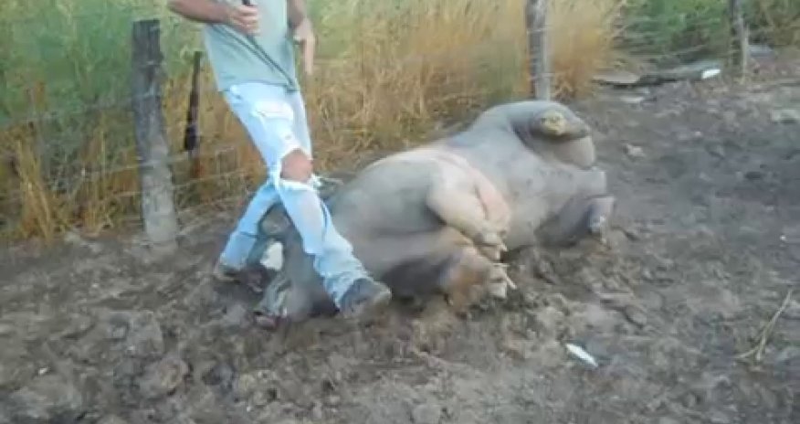 Shooting and bleeding the hog