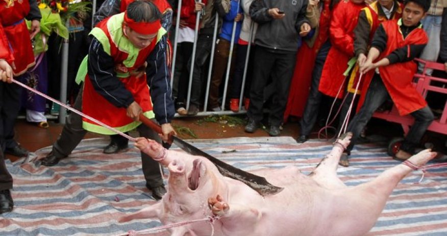 The brutal festival at Nem Thuong village, Vietnam - VIDEO