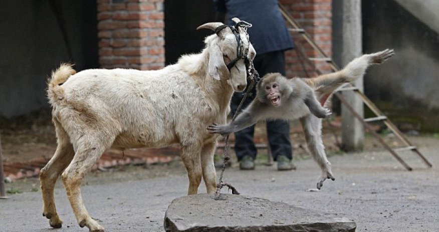 Heartbreaking pictures of a terrified circus monkey