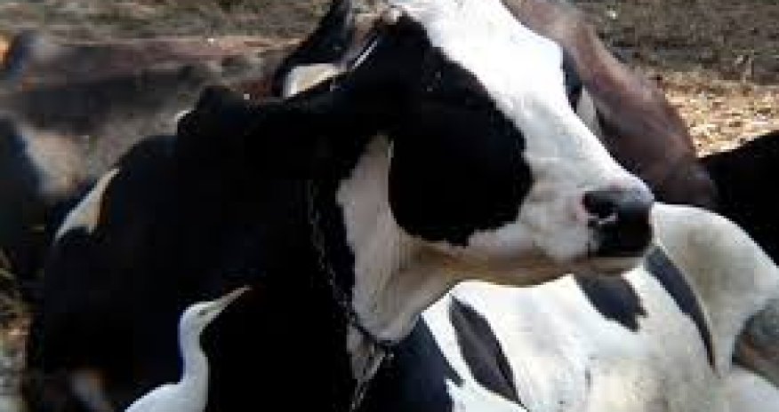 Horrors in India's Dairy Industry