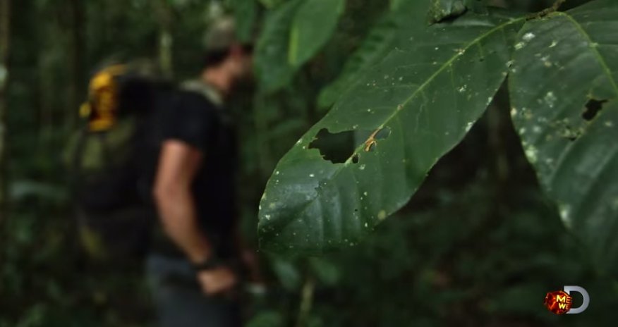 Исследователь рассказал о пребывании внутри анаконды