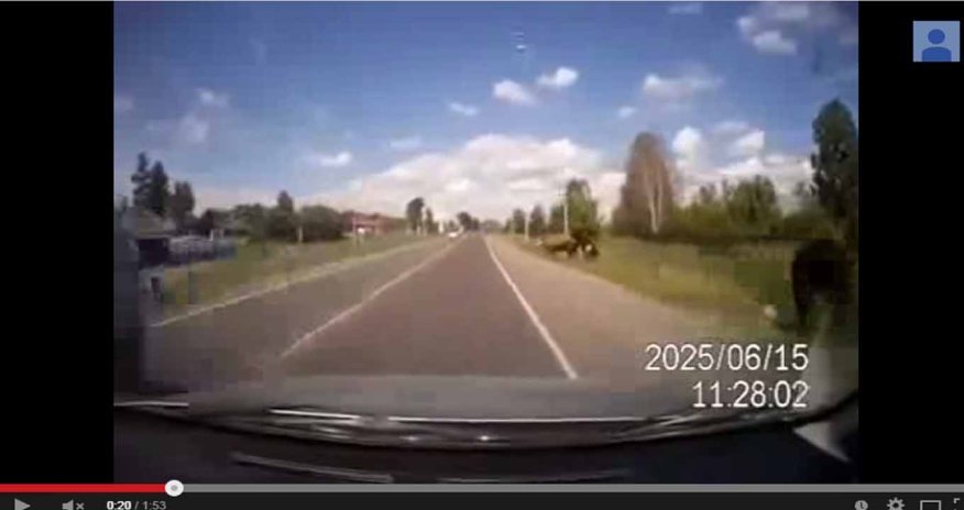 Car hits cows