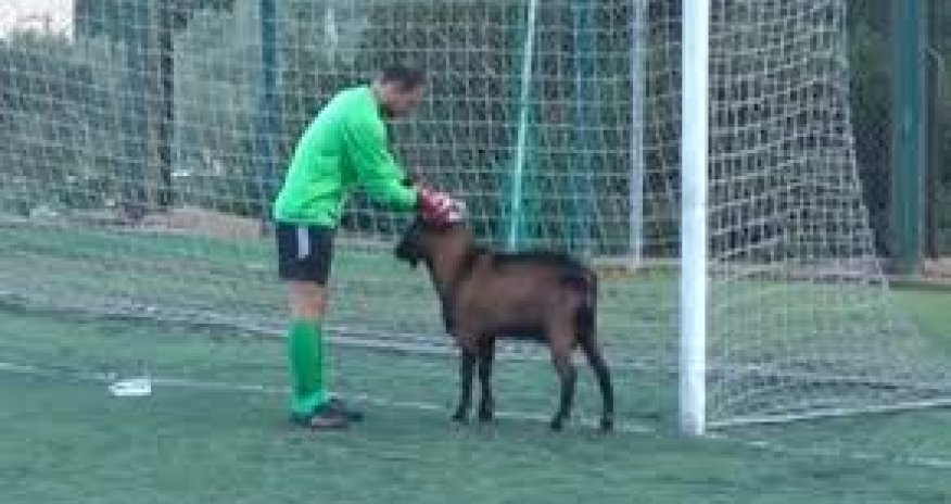 Goat disrupts football match in Crete