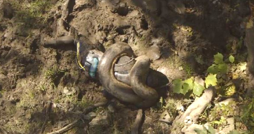 Ученого пытались скормить гигантской змее