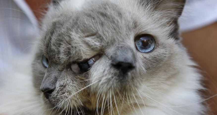 World record-holding two-faced cat dies at the age of 15