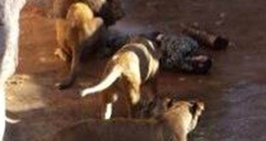 Neo-Nazi police chief was mauled by lion