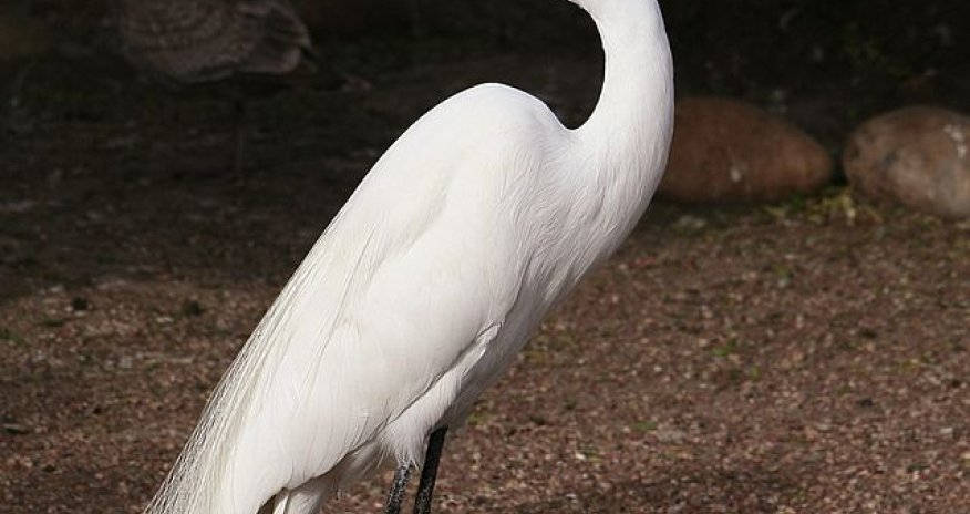 Bakı Zooparkına nadir quş gətirilib - Fotolar