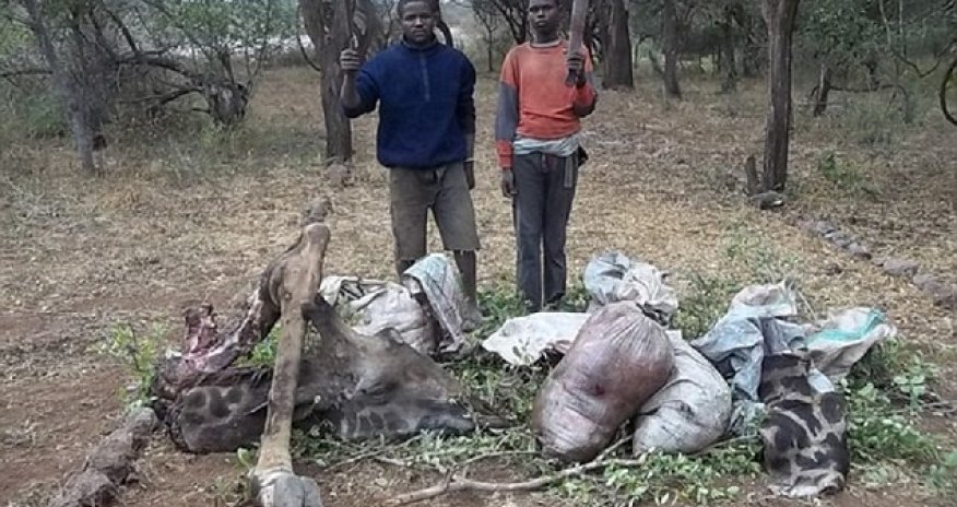 Giraffes suffocated in wire traps