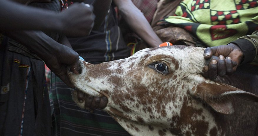 Inside the 'traditional' tribal wedding ceremony