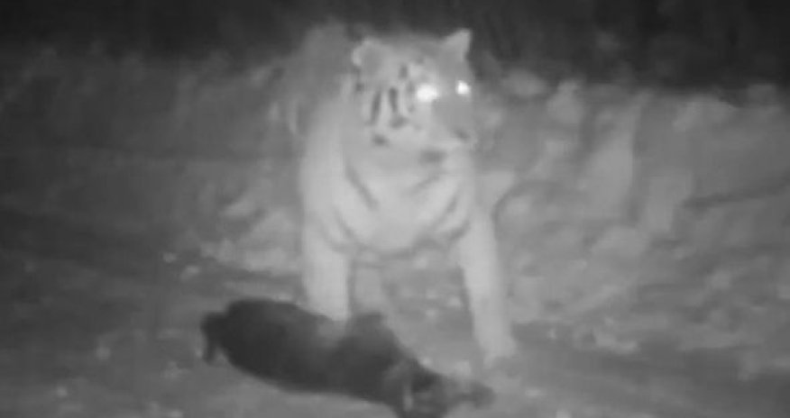 Тигр Путина съел собаку