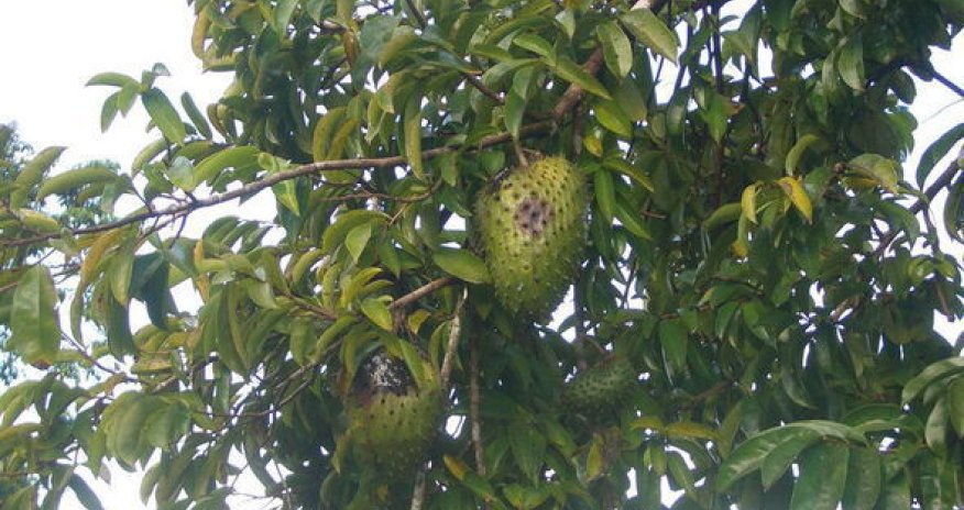 Фрукт за 140 манат