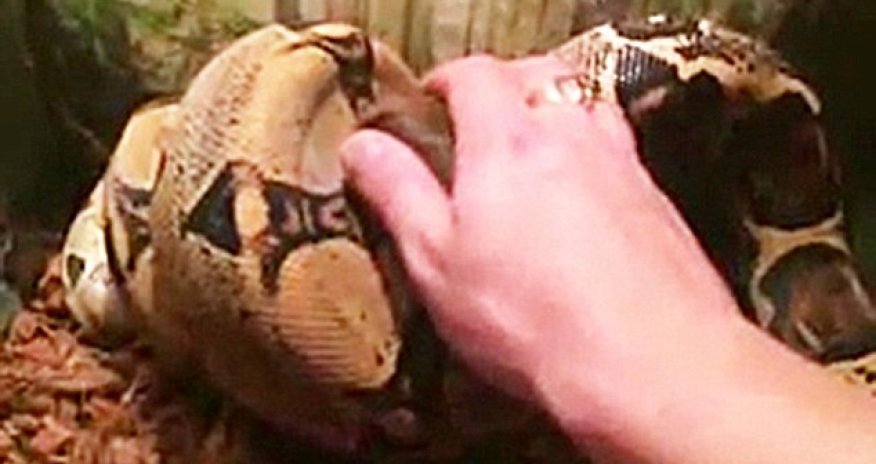 Russian father on the run from police after posting sick videos