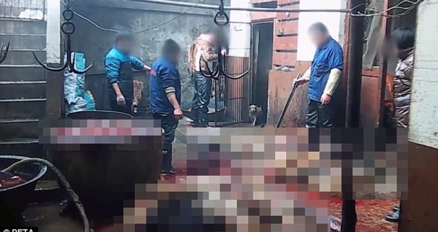 Are your gloves made out of DOG skin?