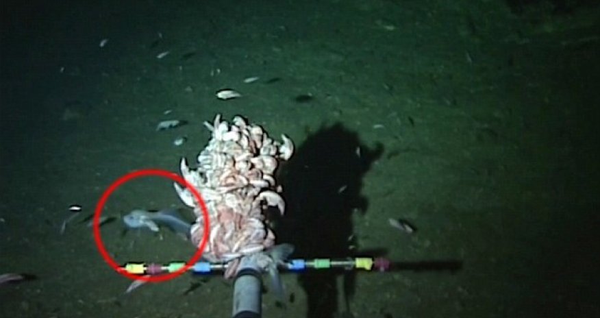 World's deepest fish found