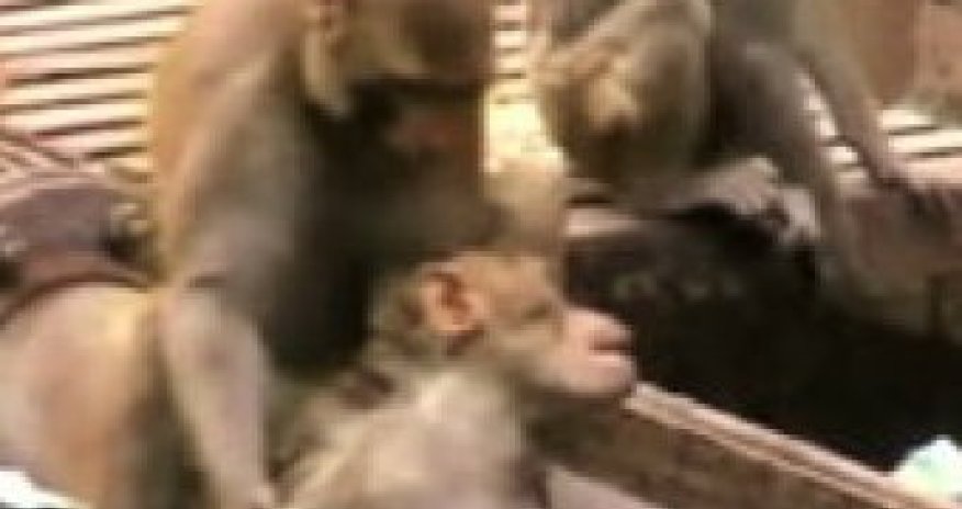 Обезьяна спасла друга от смерти