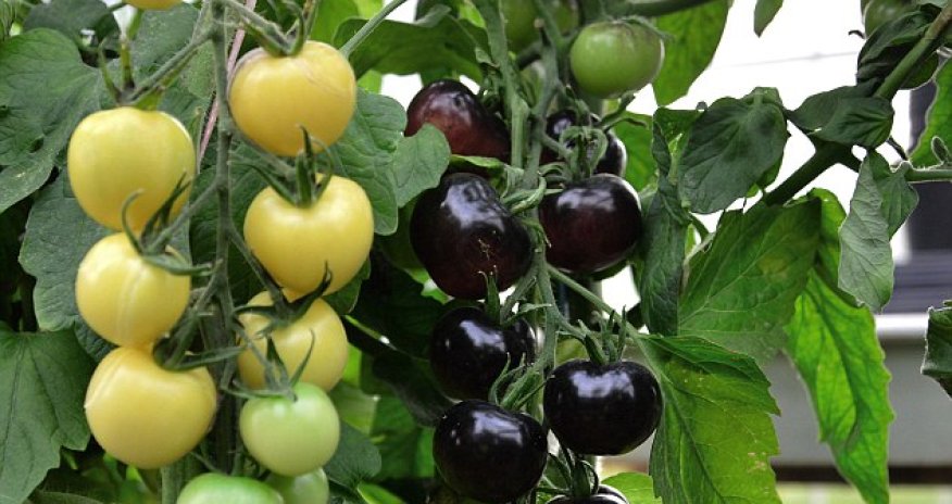 World's first tomato plant that grows fruits of either colour is created