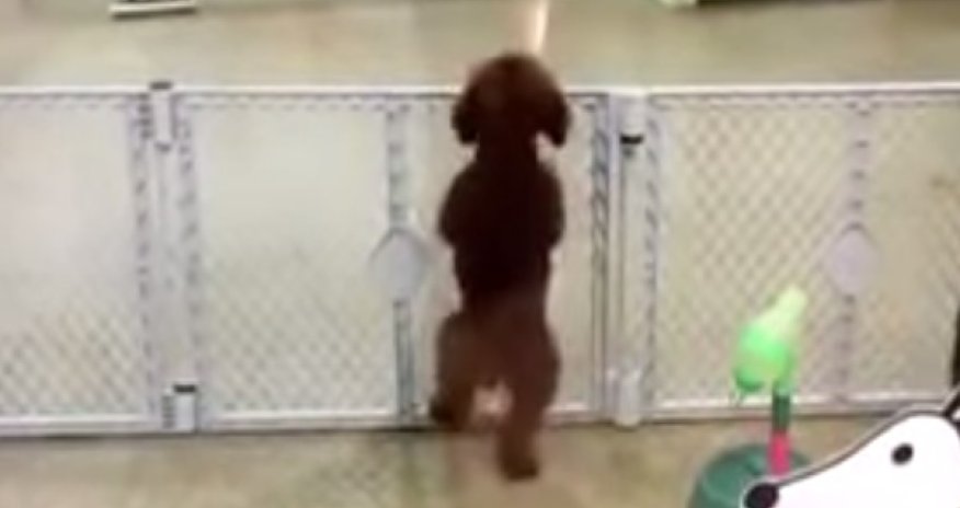 Sahibini görəndə rəqs edən 