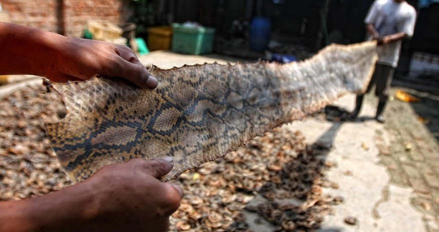 Inside the slaughterhouse where hundreds of snakes are killed to make luxury goods