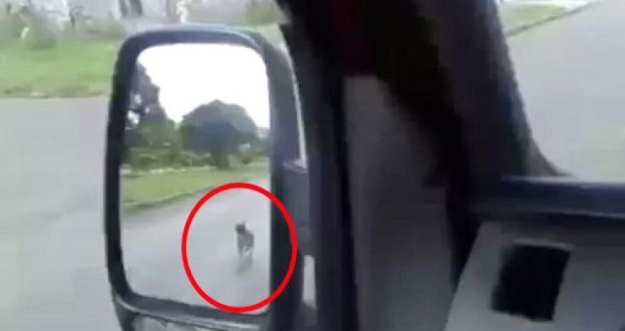 Fədakar itdən ibrətamiz hərəkət - VİDEO