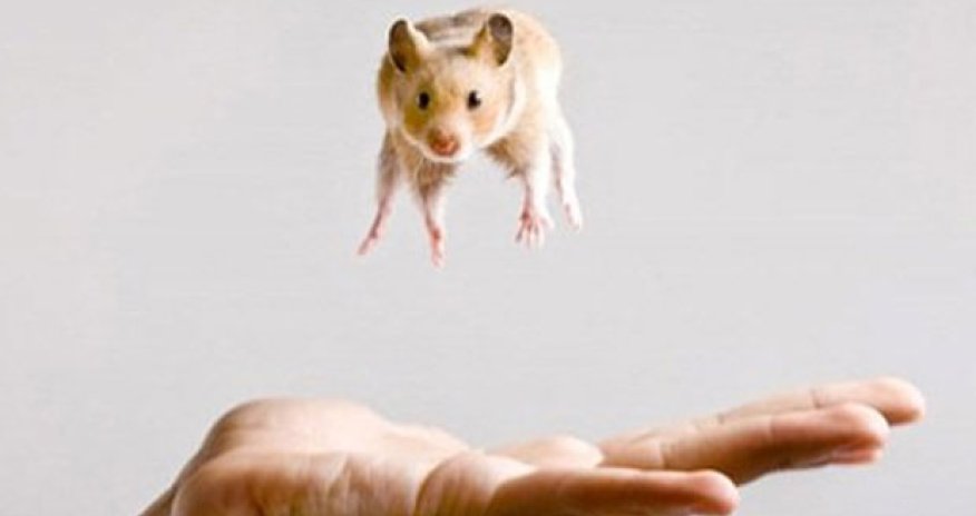 Balaca gəlin yaşlı ərinə siçan zəhəri verdi - FOTO