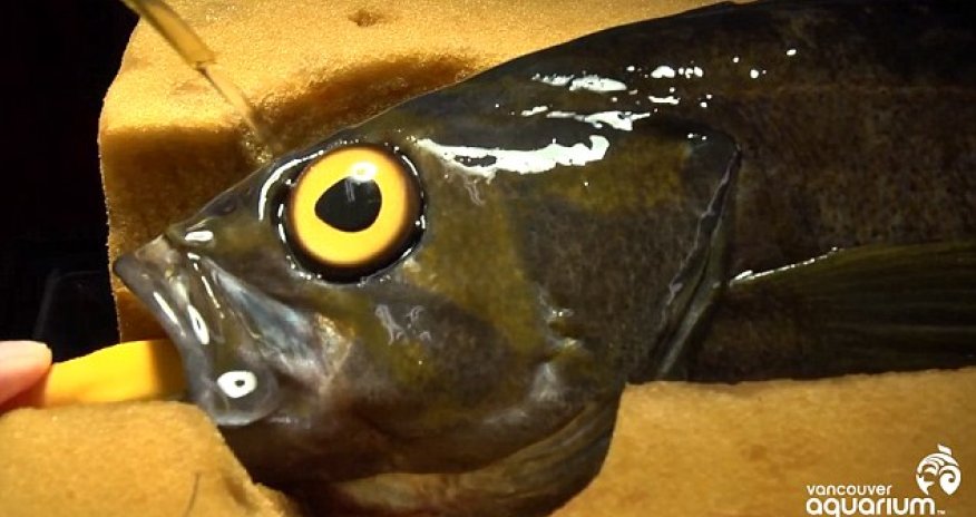 A medical eye opener!