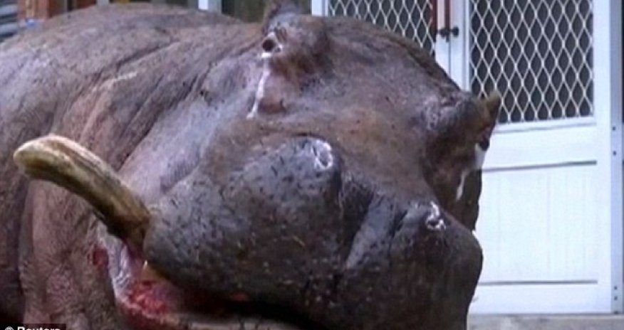 Hippo left stranded for hours after jumping from a moving truck in Taiwan