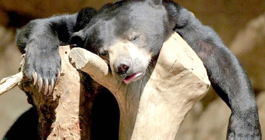 These party animals know EXACTLY how you feel